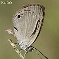 Famegana alsulus (Black Spotted Grass Blue) at Machans Beach クロホシヒメシジミ<br />Canon EOS KDX (400D) + EFS60 F2.8<br />